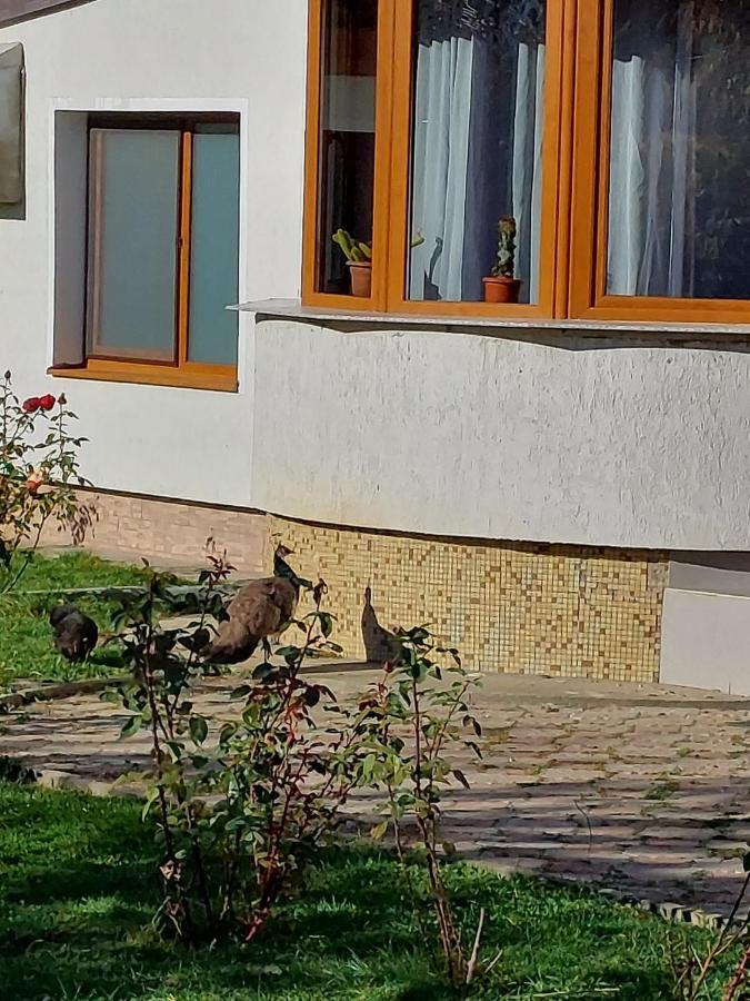 Pensiunea Vera Rîşnov Exteriér fotografie
